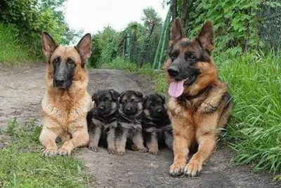 - familia de cÃ£es