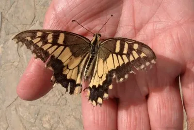 butterfly