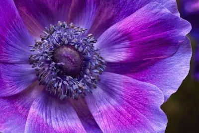 Gorgeous Purple Flower