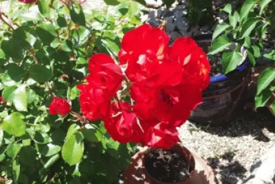 Buisson de roses