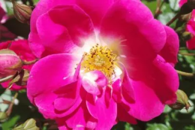 Coeur de Rose