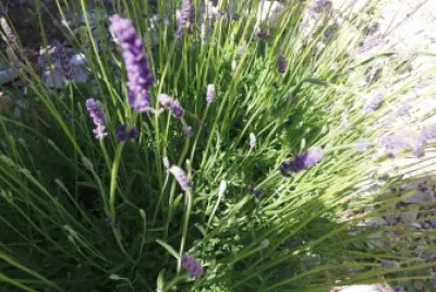 Lavande