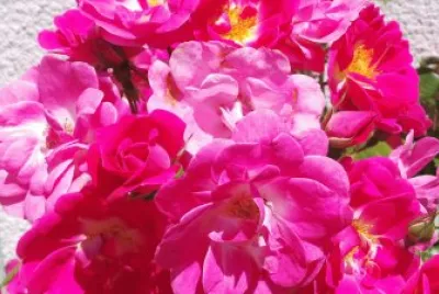 Bouquet rose