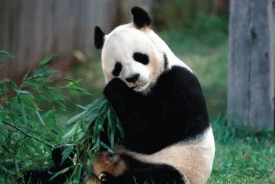 OSO PANDA