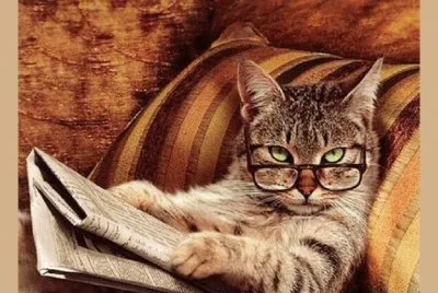 - gato lendo jornal