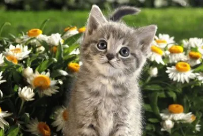 Gatico