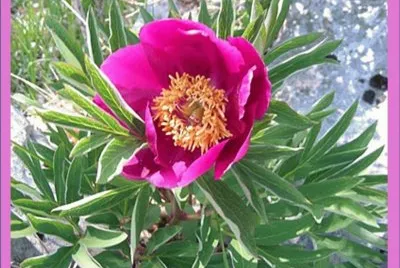 פאזל של PeonÃ­a (Paeonia officinalis)