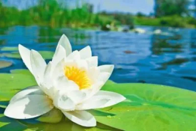 flor de loto