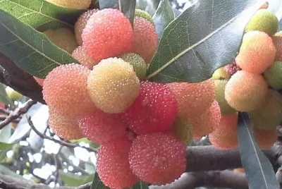 æ¨¹æ¢…