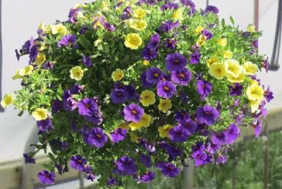 Hanging Basket of Mini Petunias
