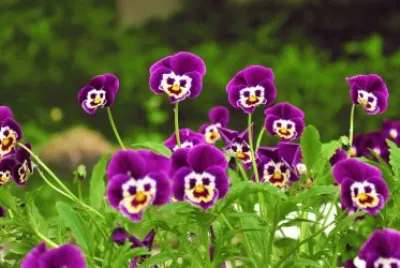 Flores