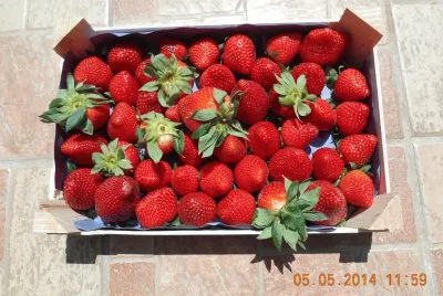 fragole