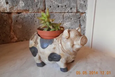 maialino con piantina