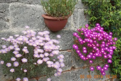 fiori