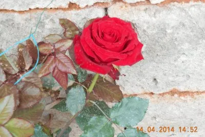 rosa rossa