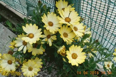 fiori carta