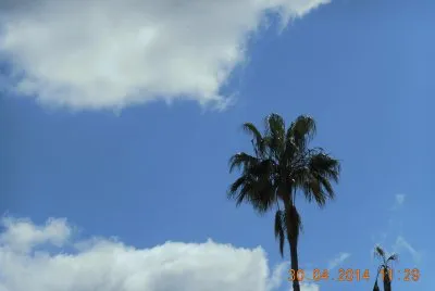 palma