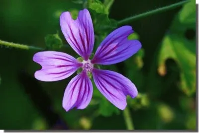 fleur