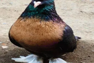 .
