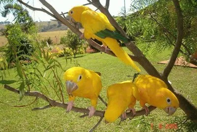 פאזל של pÃ¡ssaros