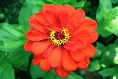 fleur
