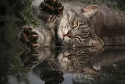 - gato,(5)