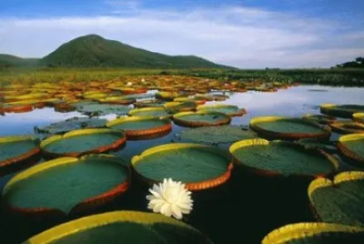 - vitoria regia