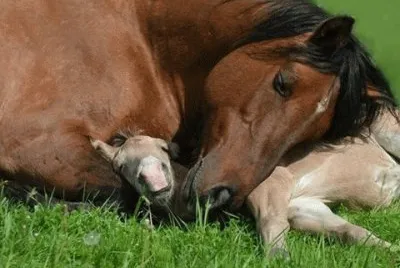 - mÃ£e e filho