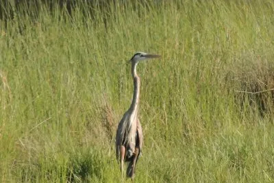 פאזל של Blue Heron