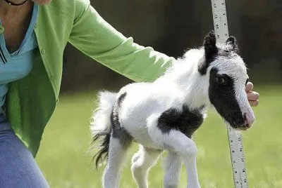 Ã‰INSTEIN, CURIOSIDAD DE NATURA.