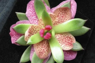 Styling Flower