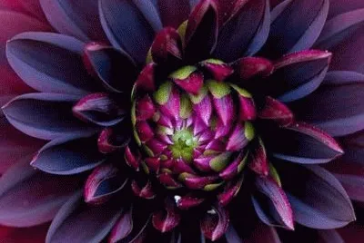 Black beauty Dahlia