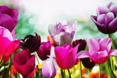 Tulips in Spring