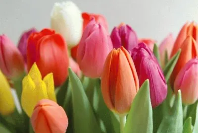 Flores 07