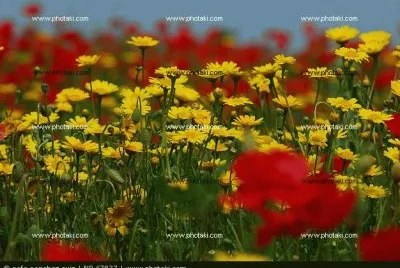 flores de primavera jigsaw puzzle