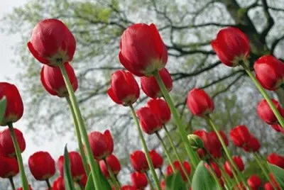 tulipas por talo