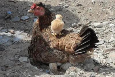 - mÃ£e e filhos
