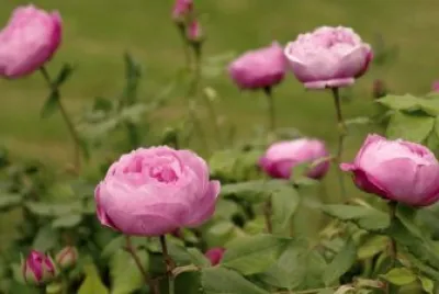 roses anciennes