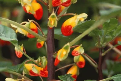 impatiens bec de perroquet