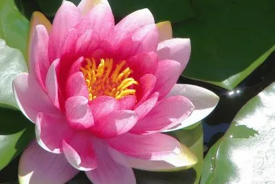 Beautiful Waterlily