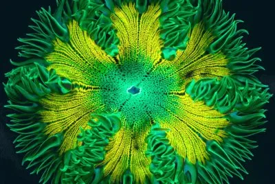 Sea Anemone