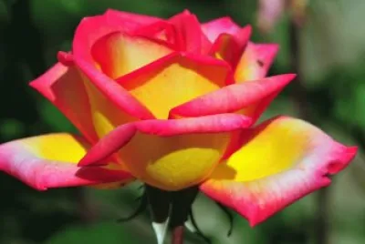 Large Roses