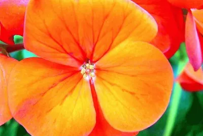 Orange Rose