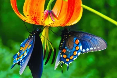 Beautiful Butterfly