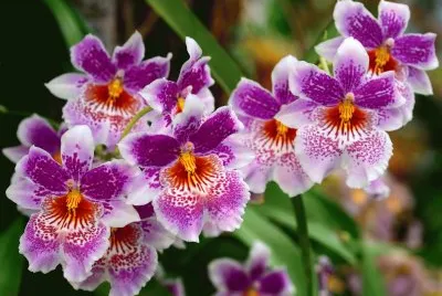 Beautiful Orchids