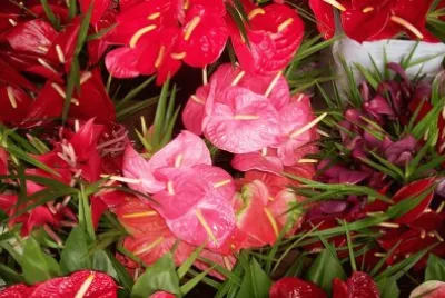 Anthurium Flowers
