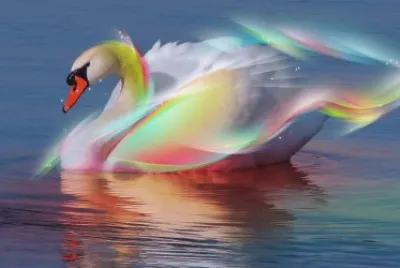 Beautiful Swan