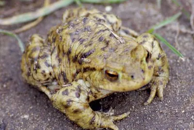 Toad