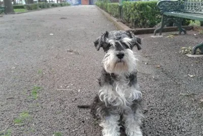chato8