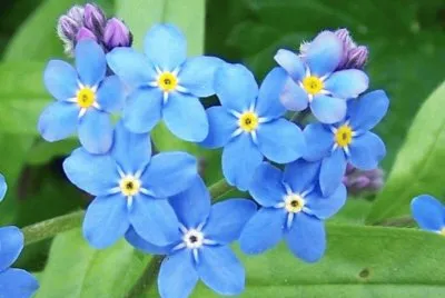 myosotis